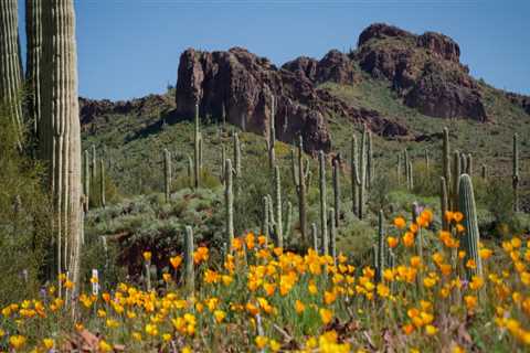 The Top Health Concerns for Seniors in Pinal County, Arizona: An Expert's Perspective