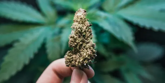 What to Expect in the Wake of the Federal Hemp Product Ban