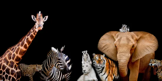 Wildlife Agencies Issue Four Proposed Rules to Revert Endangered Species Act Practices to 2019..