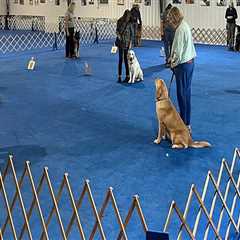 The Impact of Community Organizations on Animal Welfare in Alachua County, FL