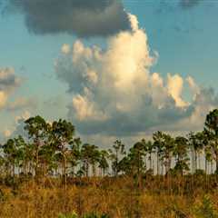 Preserving the Beauty of Southwest Florida: The Threats to Habitat Conservation
