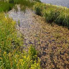The Vital Role of Wetlands in Southwest Florida's Ecosystem