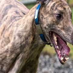 Finding Reputable Pet Care Organizations in Western Washington: A Comprehensive Guide