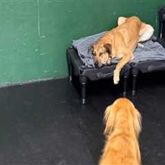 Exploring Boarding Services Offered by Pet Care Organizations in Western Washington