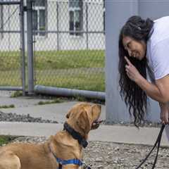 Essential Requirements for Pet Owners to Engage with Pet Care Organizations in Western Washington