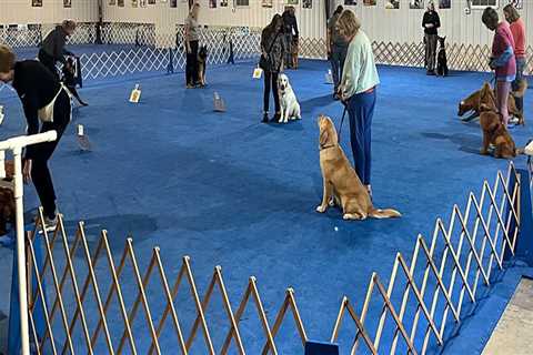 The Impact of Community Organizations on Animal Welfare in Alachua County, FL