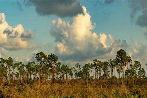 Habitat Conservation in Southwest Florida: Preserving Biodiversity and Protecting Ecosystem Services