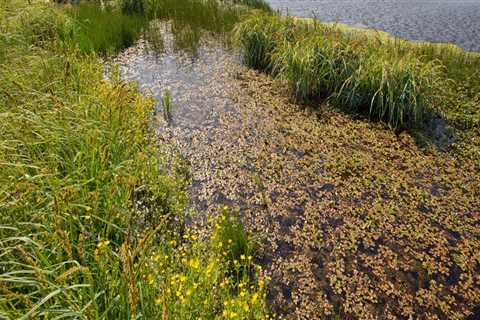 The Vital Role of Wetlands in Southwest Florida's Ecosystem