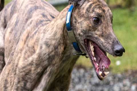 Finding Reputable Pet Care Organizations in Western Washington: A Comprehensive Guide