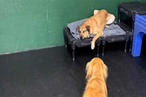 Exploring Boarding Services Offered by Pet Care Organizations in Western Washington