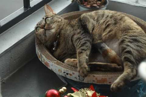 Friday Footnotes: While You’re Cozy at Home, the IRS Is Working; From Secretary to Firm Owner | 12..