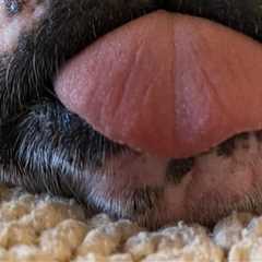 Exploring Pet Care Organizations in Southern New Jersey: Pickup and Drop-Off Services for Your..