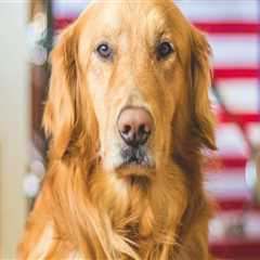 Understanding Vaccination Requirements for Pets in Southern New Jersey's Care Organizations