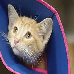 Understanding Spay and Neuter Requirements for Pets in Southern New Jersey's Pet Care Organizations