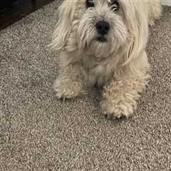 Navigating Reservation Changes at Pet Care Organizations in Southern New Jersey