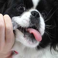 Scheduling Tours at Pet Care Organizations in Southern New Jersey: What You Need to Know