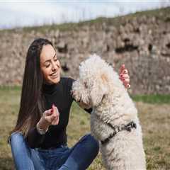 Understanding the Qualifications and Experience of Staff at Pet Care Organizations in Southern New..