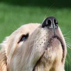 A Comprehensive Guide to Making Reservations at Pet Care Organizations in Southern New Jersey