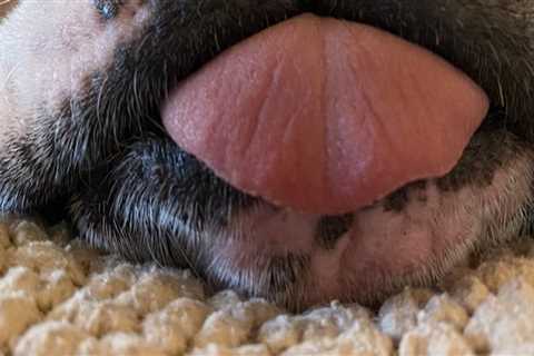 Exploring Pet Care Organizations in Southern New Jersey: Pickup and Drop-Off Services for Your..