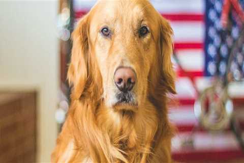 Understanding Vaccination Requirements for Pets in Southern New Jersey's Care Organizations