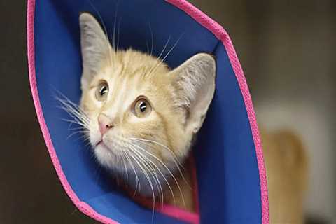 Understanding Spay and Neuter Requirements for Pets in Southern New Jersey's Pet Care Organizations