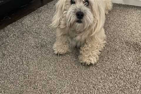 Navigating Reservation Changes at Pet Care Organizations in Southern New Jersey