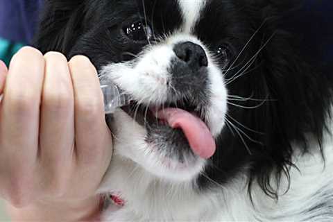 Scheduling Tours at Pet Care Organizations in Southern New Jersey: What You Need to Know