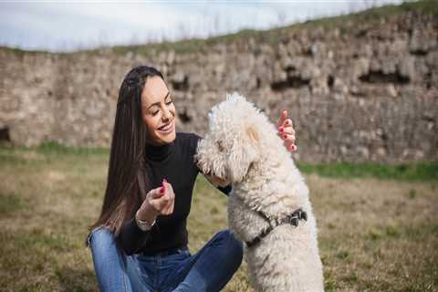 Understanding the Qualifications and Experience of Staff at Pet Care Organizations in Southern New..