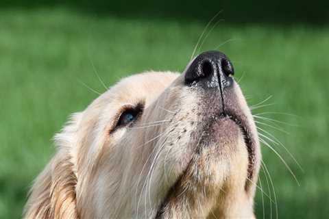 A Comprehensive Guide to Making Reservations at Pet Care Organizations in Southern New Jersey