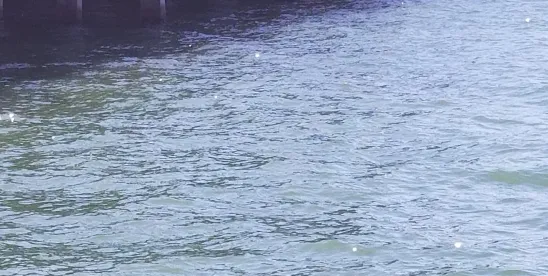 WOTUS 2025/2026: The Regulatory Pendulum Swings Again as Agencies Propose New Definitions