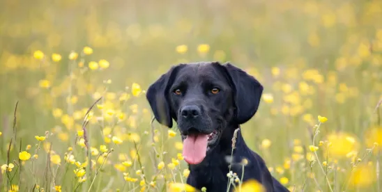 How You Can Prevent Your Dog from Biting