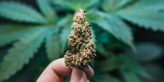 Two Skeptics, One Runoff- What the South Carolina Governor’s Race Means for Medical Marijuana and..