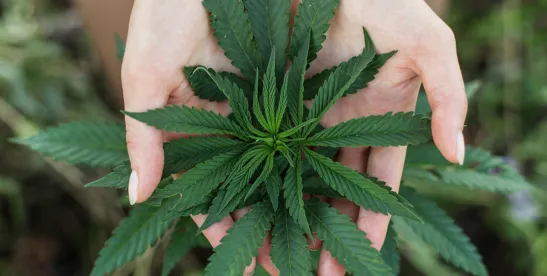 Bama’s Big Stage—Integrated Medical Cannabis Facility Hearings Finally Kick Off in Tuscaloosa