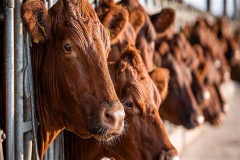 Navigating the Complexities of Livestock Marketing: Challenges and Solutions