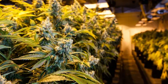 30 Days on the Clock: What the Federal Hemp “Ban” Delay Really Means for the Industry