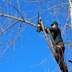 Enhancing Wool Production with Expert Tree Trimming